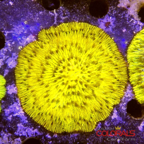 cycloseris fungia