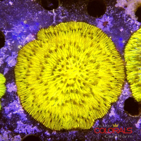 cycloseris fungia