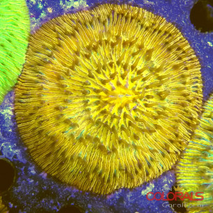 cycloseris fungia