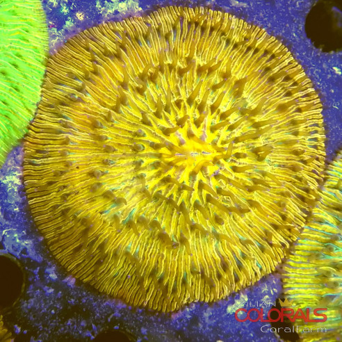 cycloseris fungia