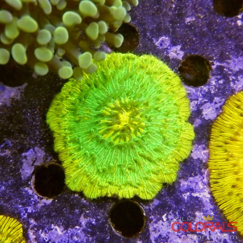 cycloseris fungia