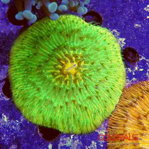 cycloseris fungia