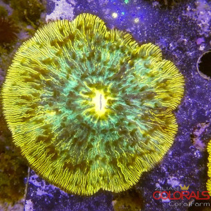cycloseris fungia 2