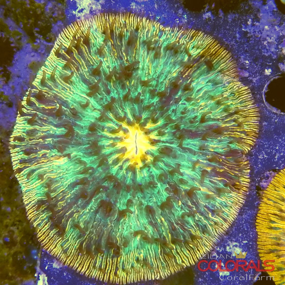 cycloseris fungia