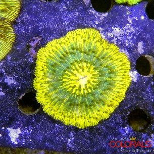 cycloseris fungia 2