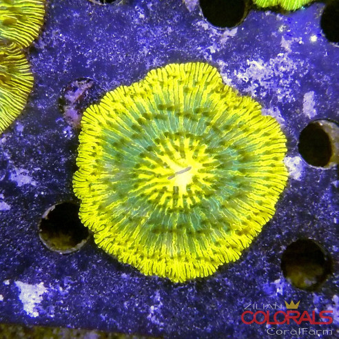cycloseris fungia