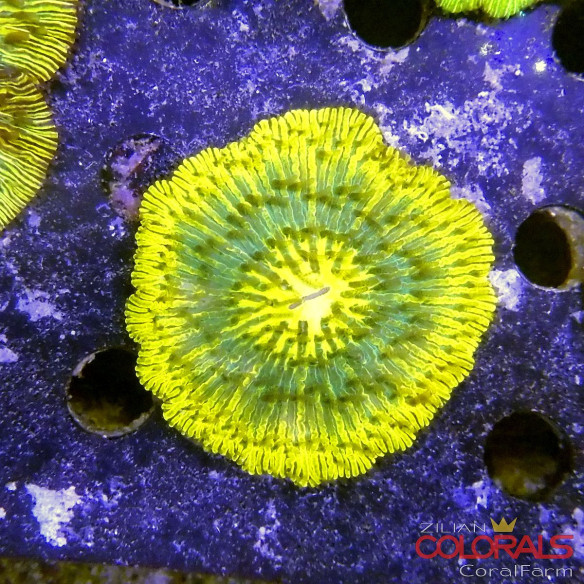 cycloseris fungia