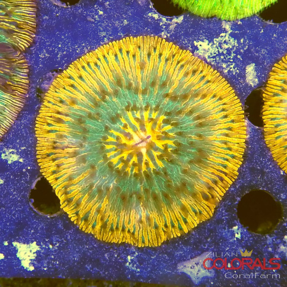 cycloseris fungia