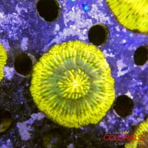 cycloseris fungia 2
