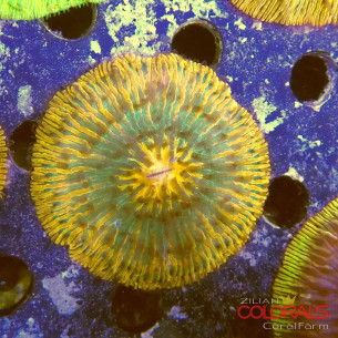 cycloseris fungia