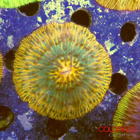 cycloseris fungia