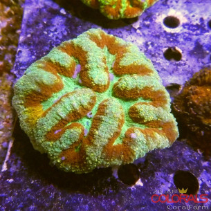 lobophyllia