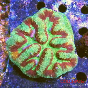 lobophyllia 2