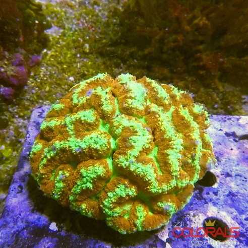 symphyllia