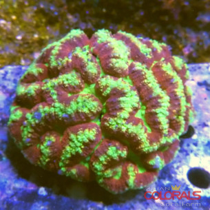 symphyllia