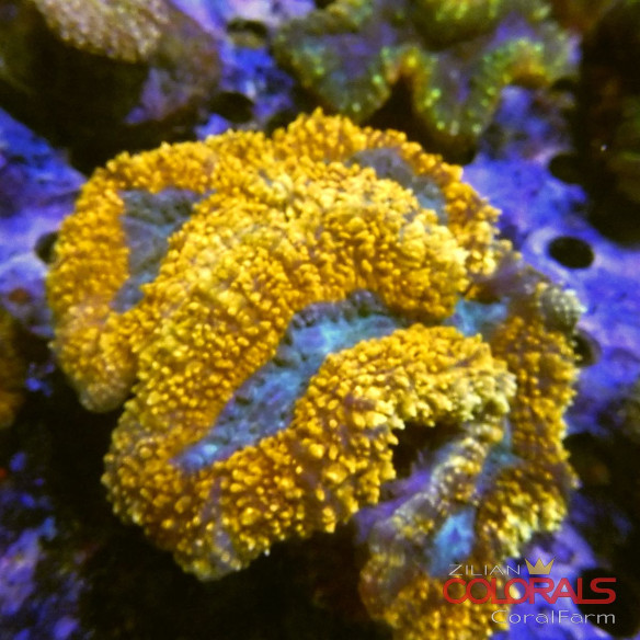 symphyllia
