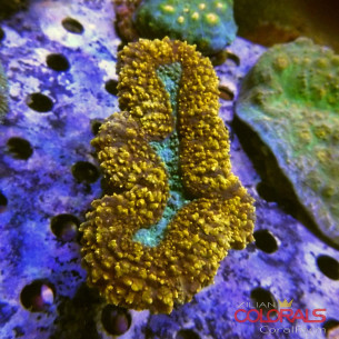 symphyllia 2