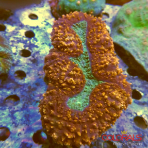 symphyllia