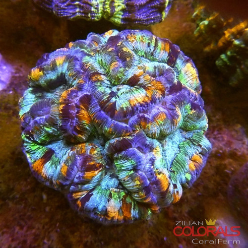 trachyphyllia