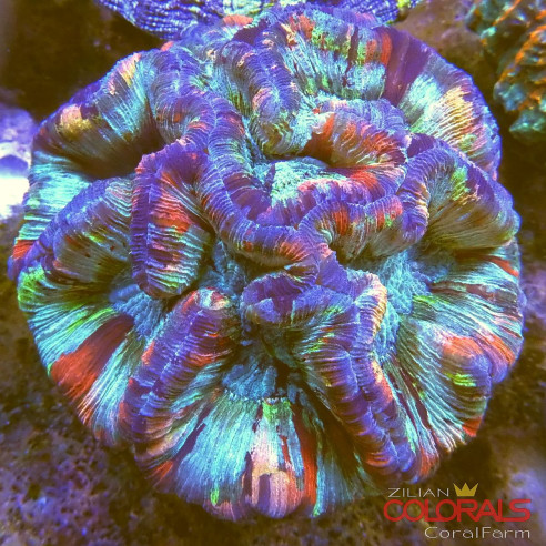 trachyphyllia