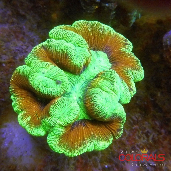 trachyphyllia