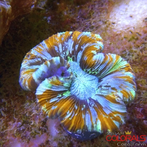 trachyphyllia