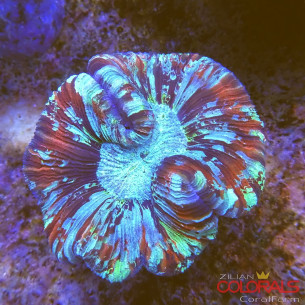 trachyphyllia