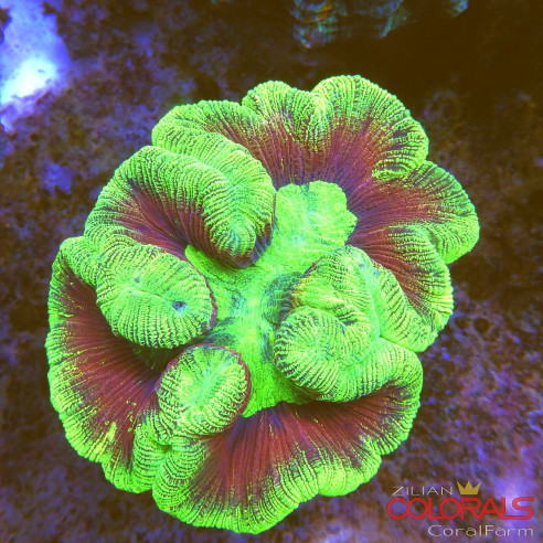 trachyphyllia