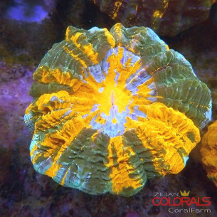 Acanthophyllia 2