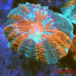 Acanthophyllia