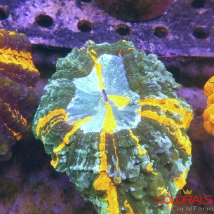 Acanthophyllia 2