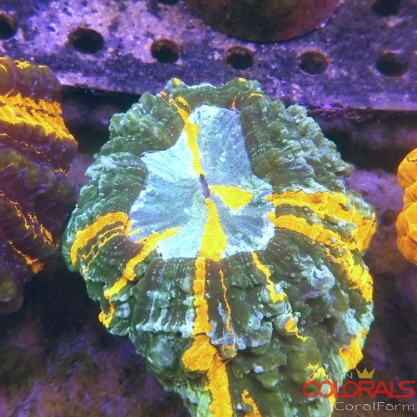 Acanthophyllia