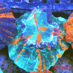 Acanthophyllia