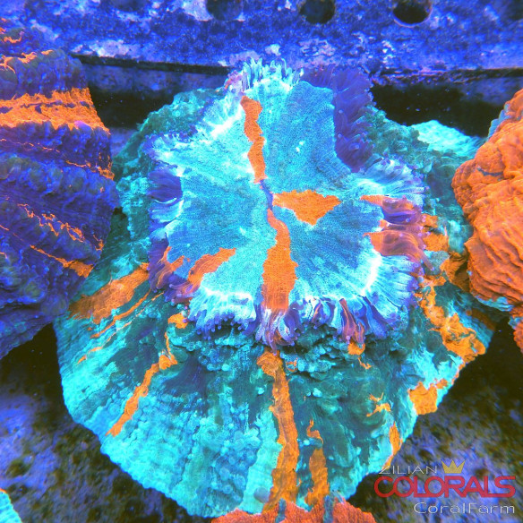 Acanthophyllia