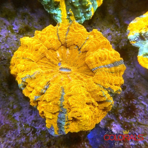 Acanthophyllia
