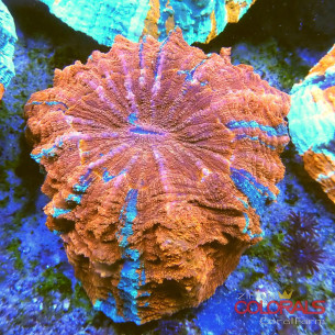 Acanthophyllia