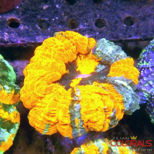 Acanthophyllia 2