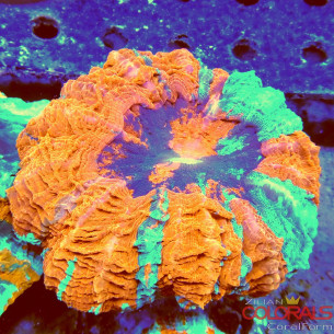 Acanthophyllia