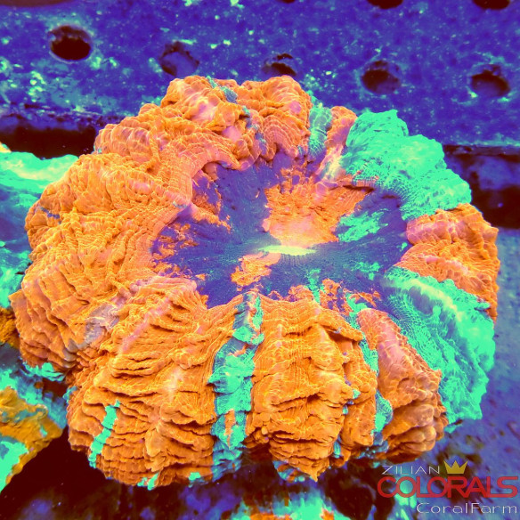 Acanthophyllia