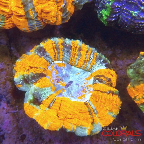 Acanthophyllia
