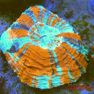 Acanthophyllia