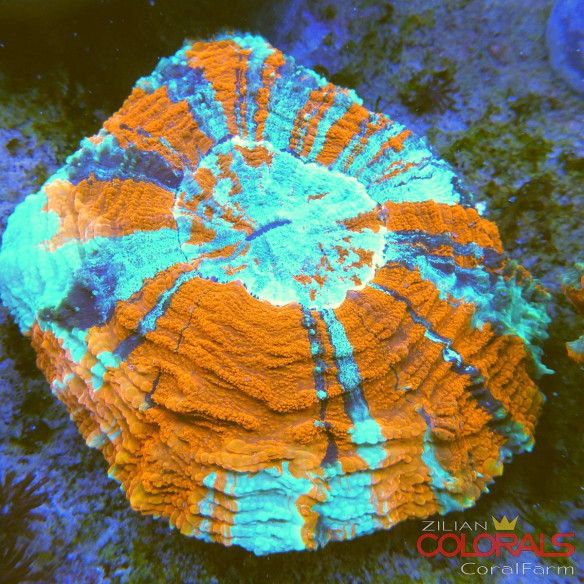 Acanthophyllia