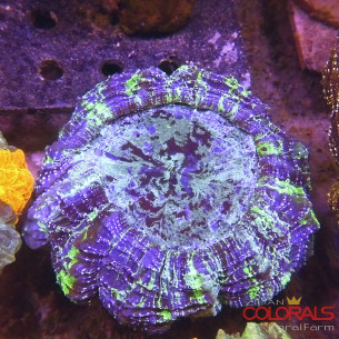 Acanthophyllia