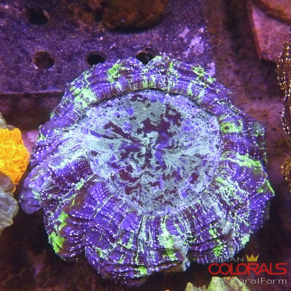 Acanthophyllia