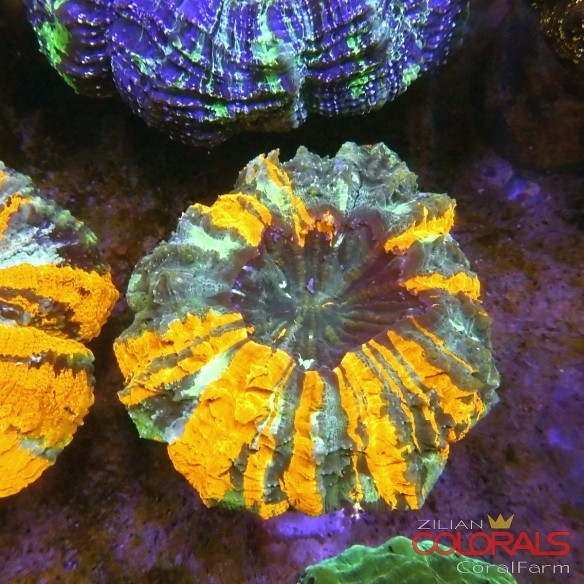 Acanthophyllia