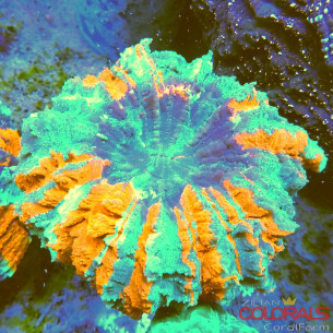 Acanthophyllia