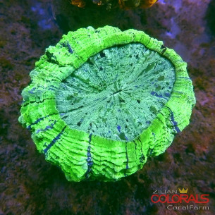 Acanthophyllia 2