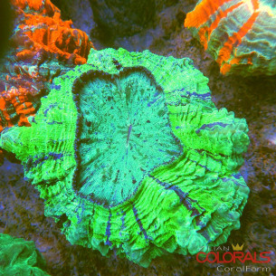 Acanthophyllia