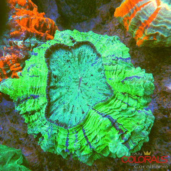 Acanthophyllia