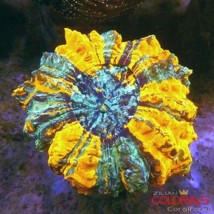 Acanthophyllia 2